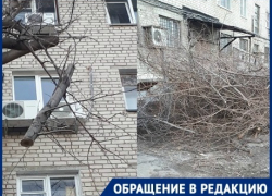Угрожающая рухнуть на головы детям ветка нас пугает, а управляющей компании все равно, - волгоградка