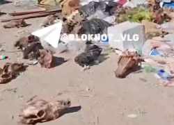 Черепа разбросали у детского сада в Волгограде