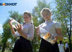  Волгоградцы закормили до смерти золотых рыбок в пруду на Набережной