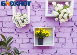 Первоцветы на 3 000 квадратах покажут волгоградцам