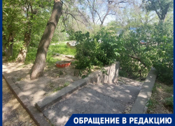 Ураган повалил дерево в Волгограде