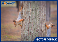 Тайную жизнь белок на Мамаевом кургане показал фотограф из Волгограда