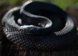В Волгоградской области «заканчиваются» ядовитые змеи: гадюка Никольского на грани вымирания