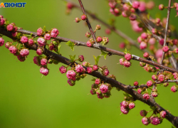 Сезон пыльцы увеличился на две недели в Волгограде — аллергики в ужасе