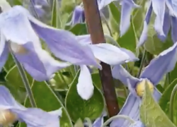 Штраф миллион: народное средство от сифилиса запретили использовать волгоградцам 