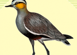 В Волгоградской области на грани вымирания редкий вид птиц