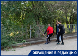Школьников отправили убирать рухнувшее дерево в Волгограде