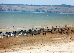 Любители переждать трудные времена в Израиле притаились в Волгоградской области 