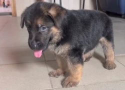 Крошечного щенка немецкой овчарки принесли на усыпление в Волгограде