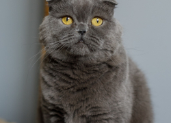 Кошке-мизантропу в Волгограде ищут дом с помощью теории  шести рукопожатий