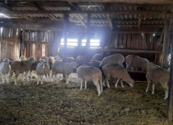 Молчание ягнят: операцию по поиску чабана-похитителя развернули под Волгоградом