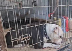 Его хозяин погиб на СВО: уникальный стаффорд с тяжелой судьбой оказался в волгоградском приюте