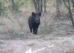 Дикого кабана сняли на видео на юге Волгограда