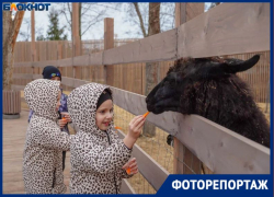 Деревня альпак появилась в Волгограде 