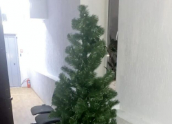 Дерзких похитителей новогодней ели нашла полиция в Волгограде