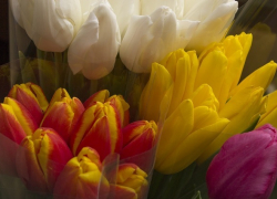 Масштабная выставка цветов будет организована для волгоградцев