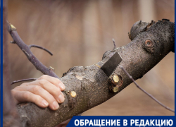 Экс-глава района Волгограда судится с пенсионеркой, оценив свою честь в рубль