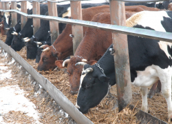 Карантин по бешенству объявлен в трех поселениях Волгоградской области