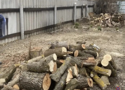 Замерзшему волгоградцу грозит тюрьма за спиленные клены