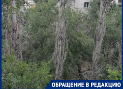 Волгоградцы боятся, что ветки засохшего тополя упадут на головы
