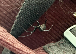 Волгоградских туристов испугал гигантский каракурт, обосновавшийся в рюкзаке