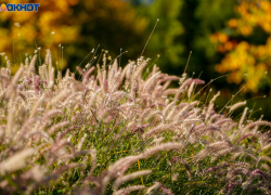 Ноябрьский понедельник начнется с +12 в Волгограде