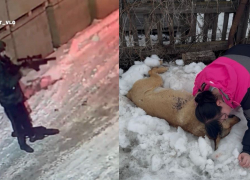 «Мой мальчик умер»: вооруженный мужчина убил собаку в Волгограде