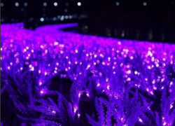 Центр Волгограда украсят светящимися полянами