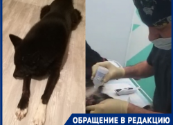 Домашнего пса покалечили безграмотной кастрацией в горпитомнике Волгограда