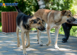 Александр Бастрыкин взял на карандаш нападение агрессивной собаки на волгоградскую школьницу