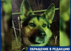 Умер с пеной у рта: в Волгограде живодеры вторглись на частную территорию и убили питомца