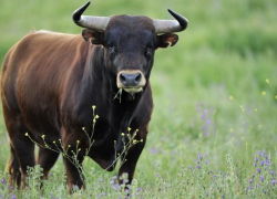 Бык убил своего хозяина на ферме в Волгоградской области