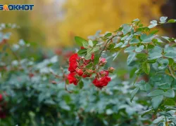 Заморозки до -5 надвигаются на Волгоградскую область 