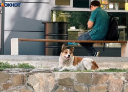 «Люди дороже, чем животные»: волгоградцы на видео рассказали про нападения уличных собак