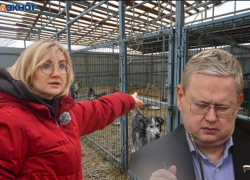 Беда 2000 приговоренных к замерзанию волгоградских дворняг докатилась до Госдумы