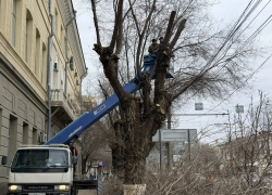 "Опомнились": декабрьскую опилку начали в Волгограде после штормового деревопада 