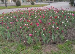 Волжанин срезал для дамы сердца 26 цветков с городской клумбы