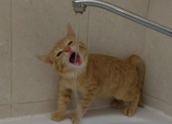 Тысячи жителей Волгограда остались без горячей воды