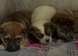 Трех щенков выбросили в мусорку перед Новым годом в Волгограде