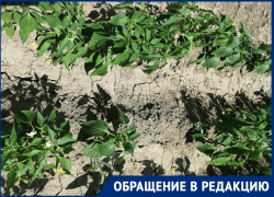 Колонки для воды снесли: дачники СНТ "Нефтяник-2" в Волгограде неделю «хоронят» урожай  