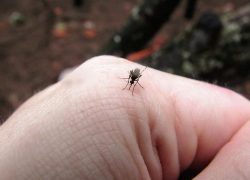 Пятеро волгоградцев заразились паразитным заболеванием от комаров