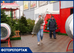 Отдать 30 тысяч за новогоднюю пихту готовы жители Волгограда: «Мы не богачи, это база»