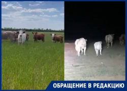 Бродячие оголодавшие коровы атакуют поля в Волгоградской области