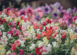 Яркой выставкой из 150 тысяч растений открыл сезон волгоградский ботанический сад