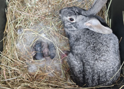 У крольчихи начались роды в центре Волгограда - видео