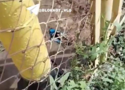 Вода сутки бьет ключом из-под котельной в Волгограде