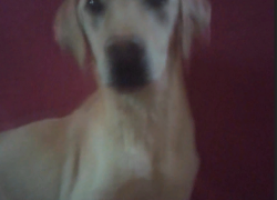 «У заводчицы шизофрения»: в волжском приюте для собак просят вызволить из плена четырех лабрадоров