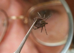 Клещи покусали уже больше 20 жителей Волгоградской области