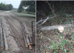 "Черный" лесоруб хотел пустить 8 сосен на жерди забора под Волгоградом