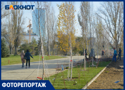 Пятиметровые деревья и новые дорожки: фотограф показал, как меняется сквер Пахмутовой в Волгограде